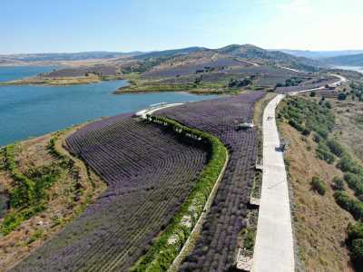 Yozgat Çekerek Lavanta Adası